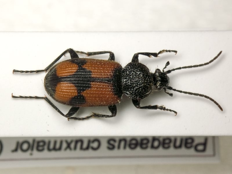 Panagaeus cruxmajor (Linne, 1758)